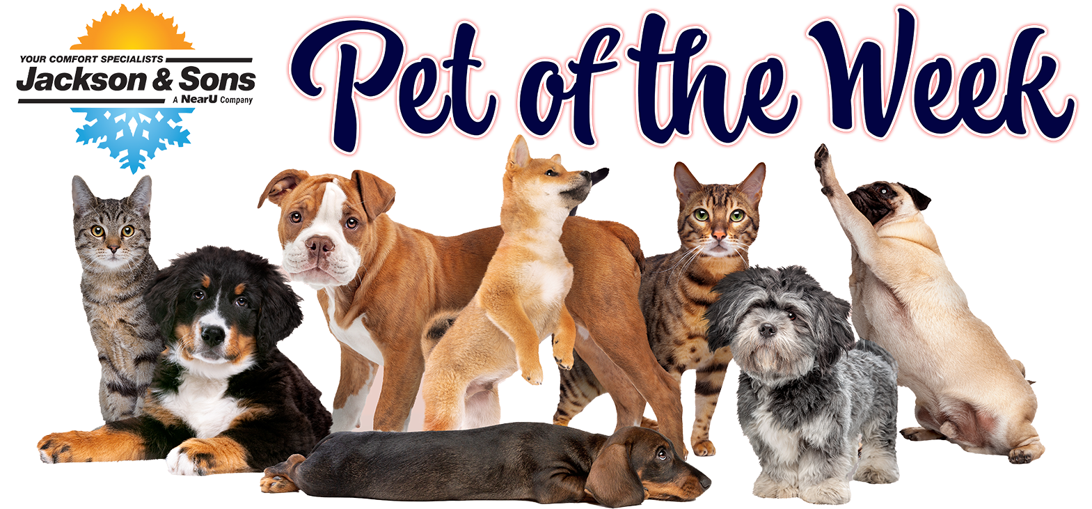 Pet of the Week Banner 2024 Powered by Jackson & Sons