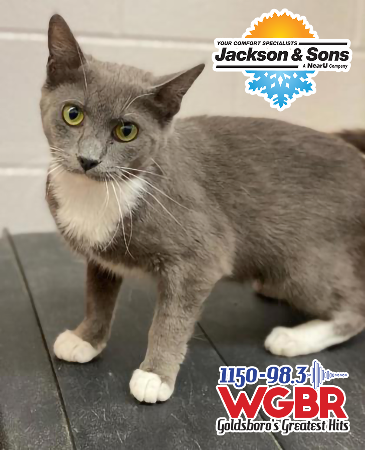 WGBR Pet of the Week Maya powered by Jackson & Sons 2