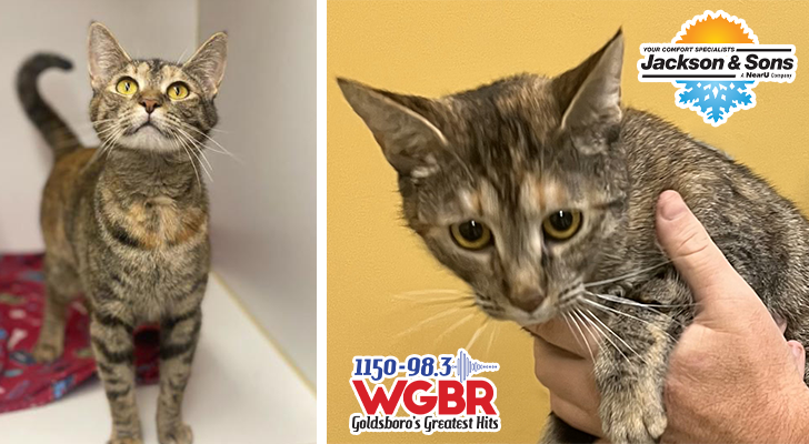 WGBR Pet of the Week Sheba powered by Jackson & Sons - collage