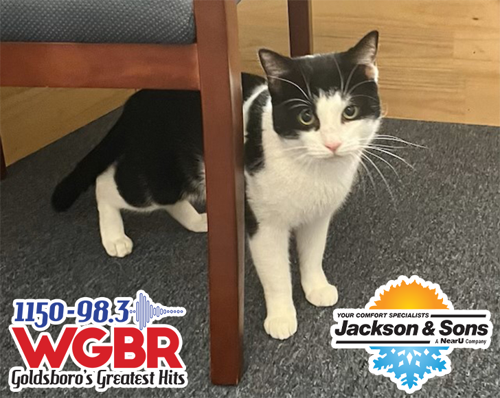 WGBR Pet of the Week Sully powered by Jackson & Sons